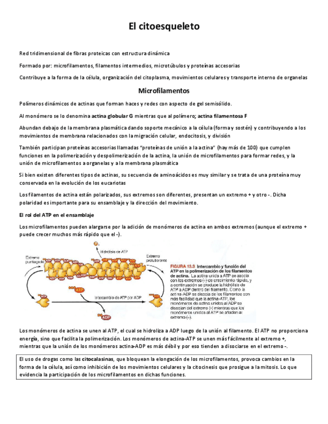 Miniatura del documento El-citoesqueleto.pdf