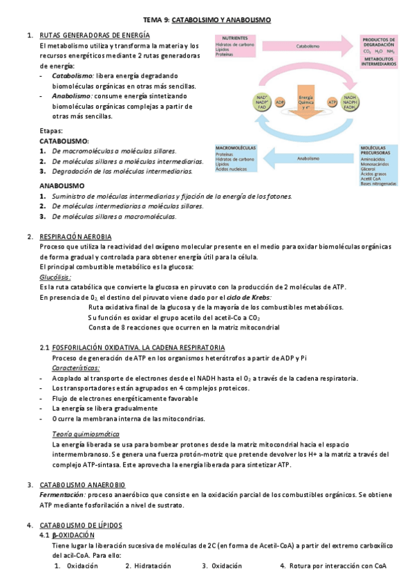 Miniatura del documento TEMA-9-resumen-APROBE.pdf