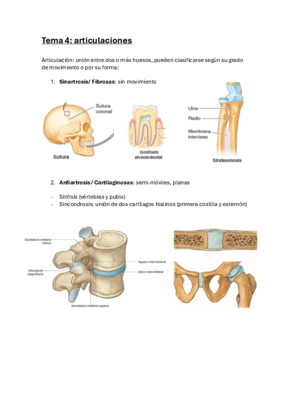 Miniatura del documento 4.-Articulaciones.pdf