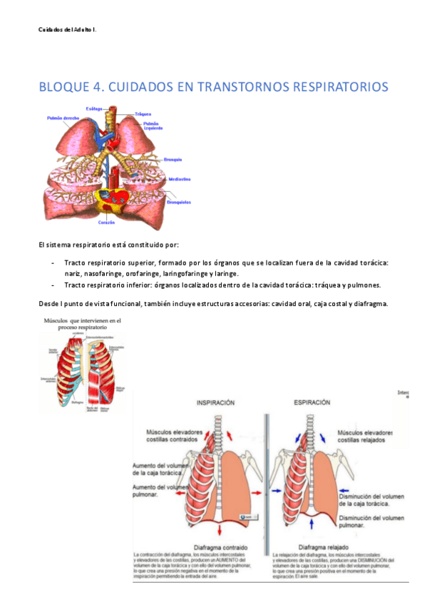Miniatura del documento CUIDADOS-EN-TRASTORNOS-RESPIRATORIOS..pdf