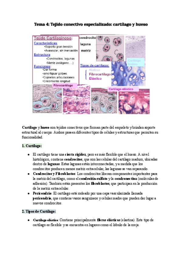 Miniatura del documento TEMA-4-TEJIDO-CONECTIVO.pdf