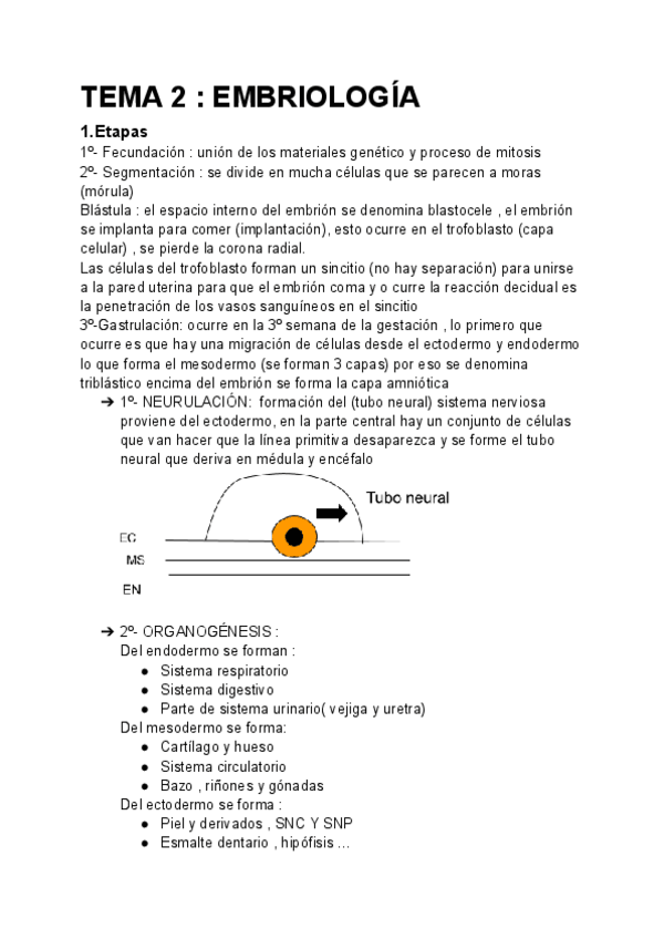 Miniatura del documento TEMA-2--EMBRIOLOGIA-1.pdf