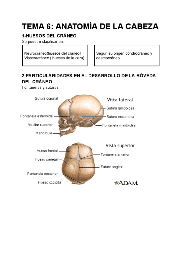 Miniatura del documento TEMA-6-ANATOMIA-DE-LA-CABEZA-1.pdf