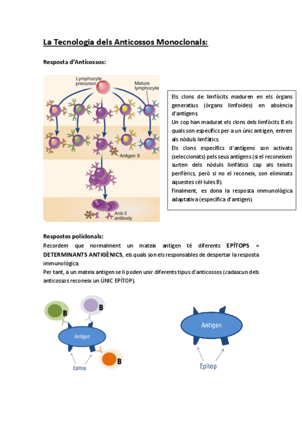 Miniatura del documento Apunts-Anticossos-Monoclonals-Immunologia-UVic.pdf