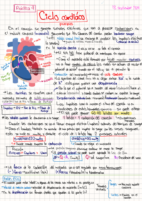 Miniatura del documento Notas-Electrocardiograma.pdf