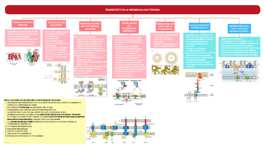 Miniatura del documento TRANSPORTE-EN-MEMBRANA-BACTERIANA.pdf