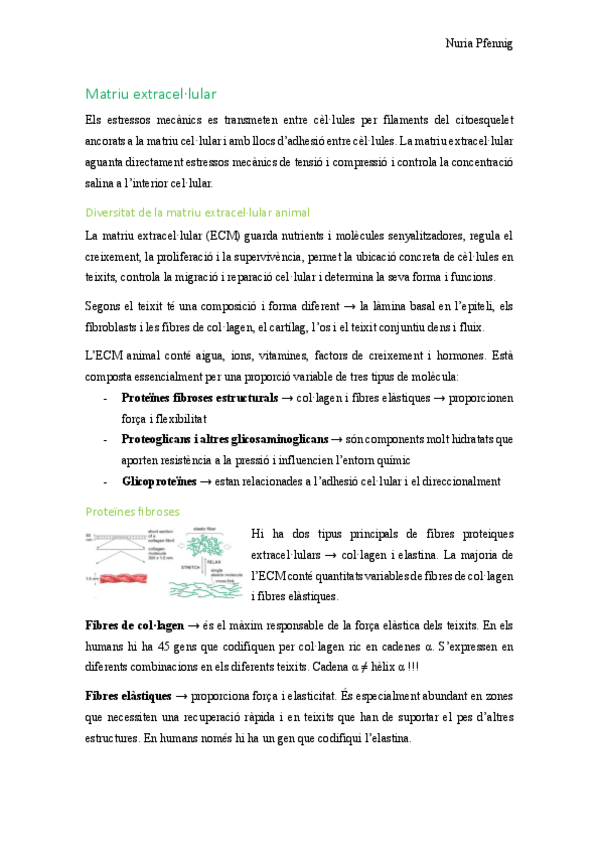 Miniatura del documento Resum-Matriu-extracellular-Adhesio-i-Senyalitzacio.pdf