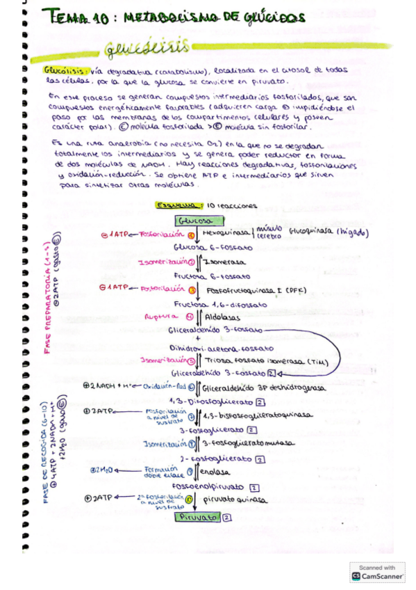 Miniatura del documento Esquemas-bioquimica-parcial-2.pdf