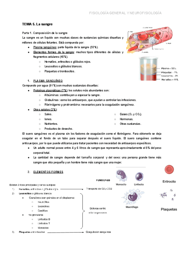 Miniatura del documento TEMA-5.-LA-SANGRE.pdf