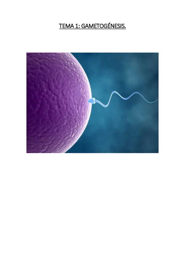 Miniatura del documento TEMA 1. GAMETOGÉNESIS..pdf