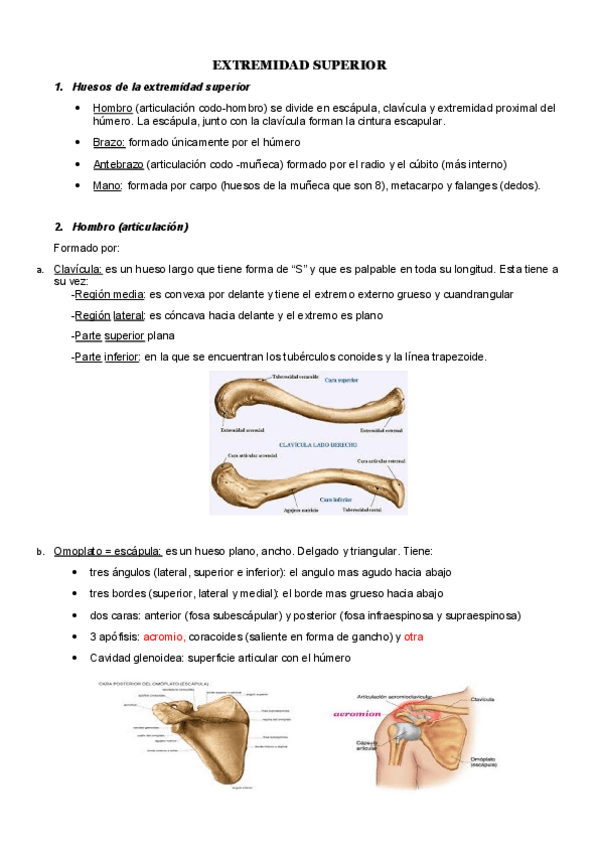Miniatura del documento TODO MIEMBRO SUPERIOR.pdf