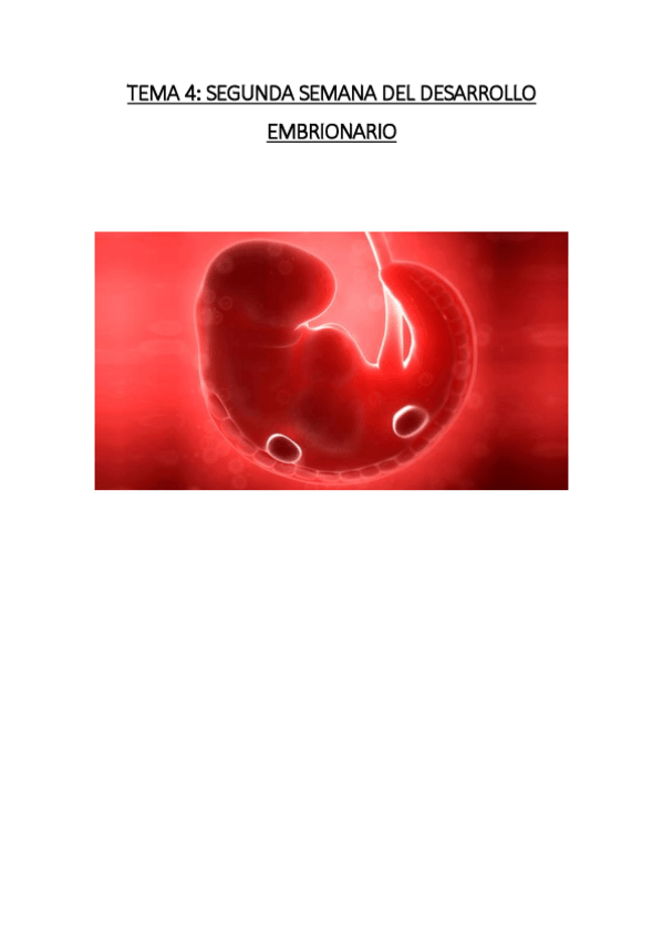 Miniatura del documento TEMA 4. SEGUNDA SEMANA DEL DESARROLLO EMBRIONARIO.pdf