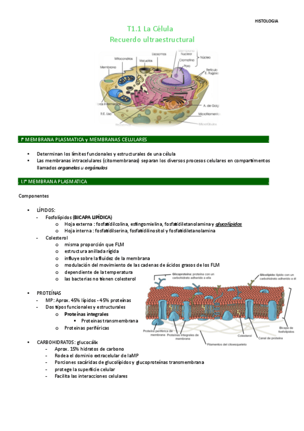 Miniatura del documento T1.1-histologia.pdf