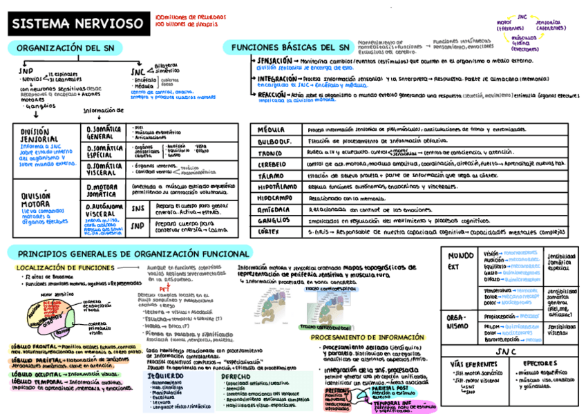 Miniatura del documento Esquemas-Fisio-II-introduccion-y-sensitivo.pdf