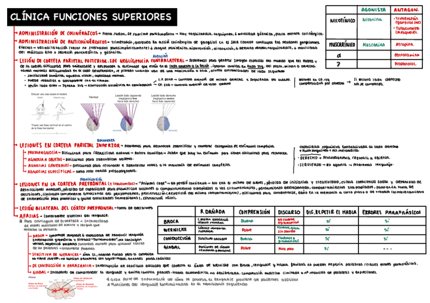 Miniatura del documento Esquemas-Fisio-II-funciones-superiores.pdf