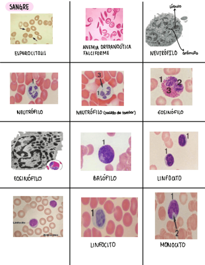 Miniatura del documento Fotos-histo-falta-ultimos-temas.pdf