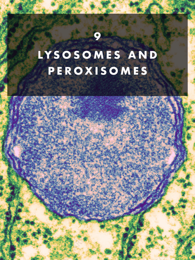 Miniatura del documento 9.-LYSOSOMES-AND-PEROXISOMES..pdf