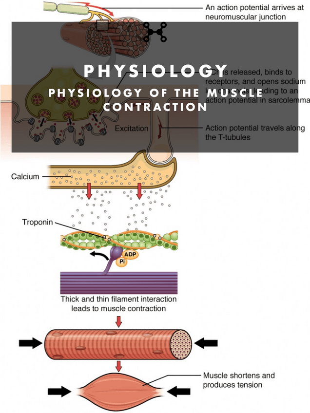 Miniatura del documento PHYSIOLOGY.-7.-MUSCLE-CONTRACTION.pdf