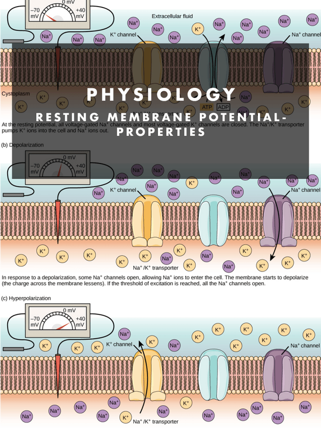 Miniatura del documento PHYSIOLOGY.-U3.pdf