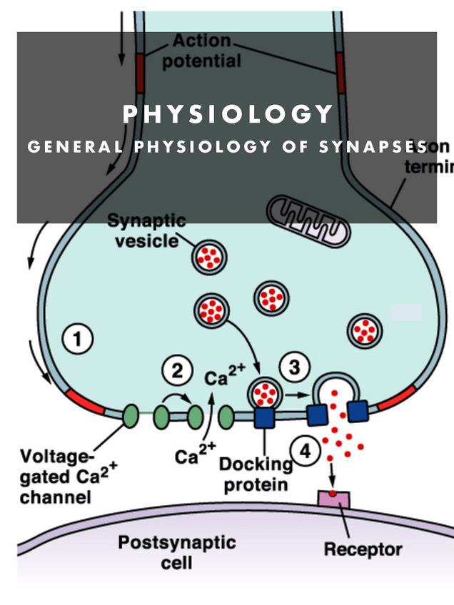 Miniatura del documento PHYSIOLOGY.-U5..pdf