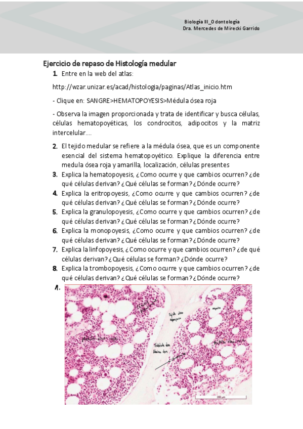 Miniatura del documento Ejercicio-de-repaso-de-HistologAa-medular-2.pdf