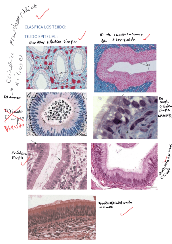 Miniatura del documento CLASIFICA-LOS-TEJIDOSBLOQUE-I-2.pdf