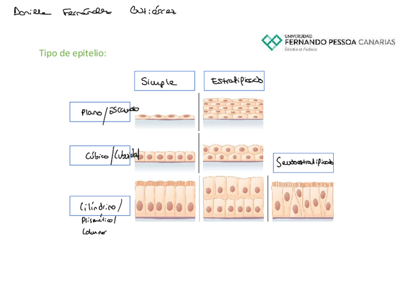 Miniatura del documento Epitelio-Tabajo-individual.pdf