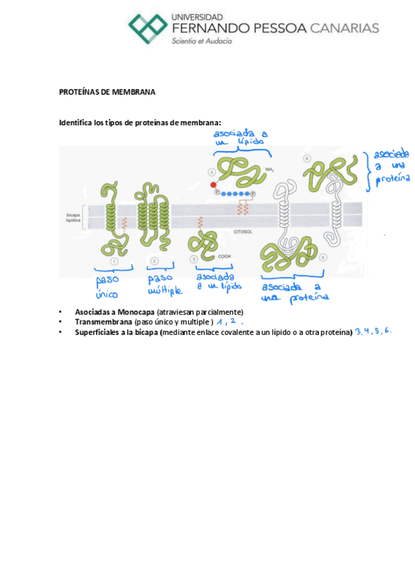 Miniatura del documento Membrana-celularActividad-de-aula.pdf