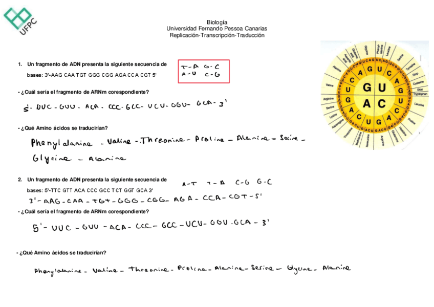 Miniatura del documento Ejercicio-replicacion-transcripcion-y-traduccion-P.pdf
