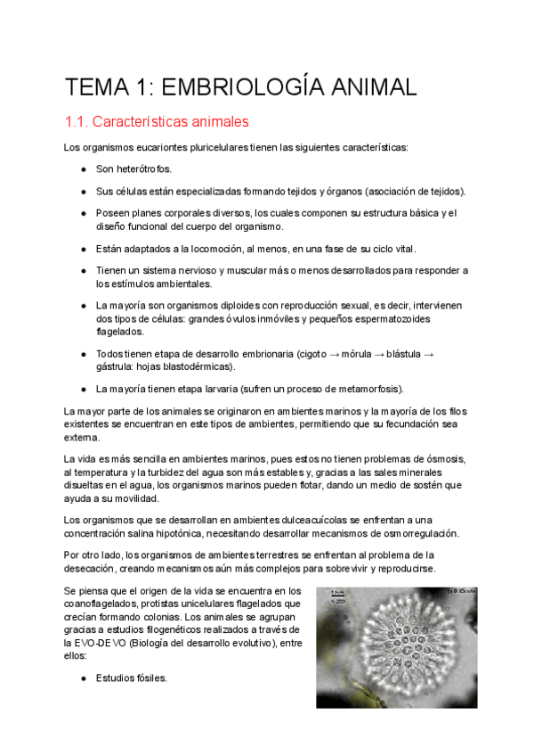 Miniatura del documento TEMA-1-EMBRIOLOGIA-ANIMAL.pdf