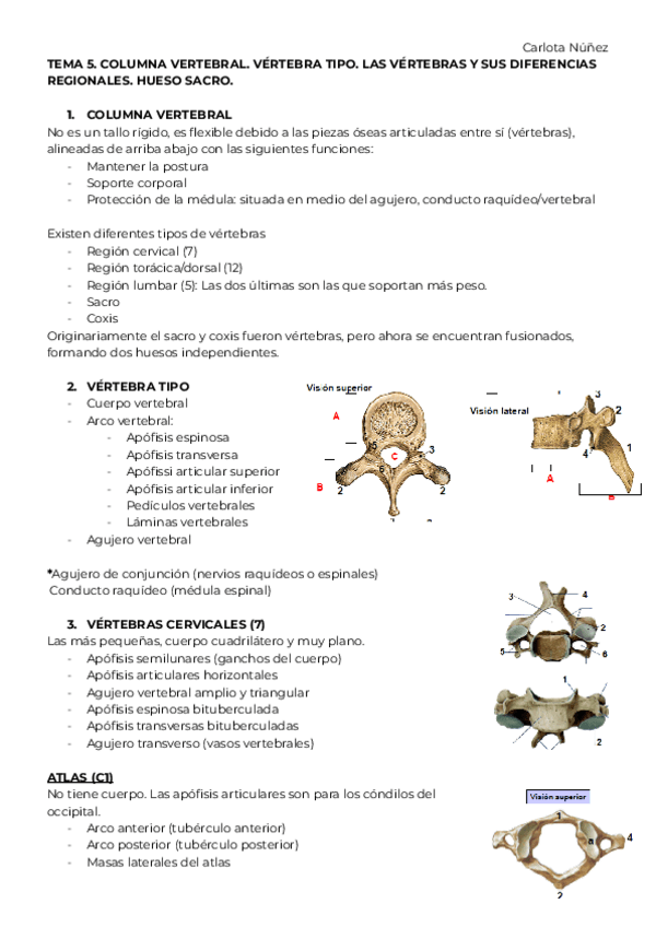 Miniatura del documento Anatomia.-T.-5-y-6-Amparo-Carmona.pdf