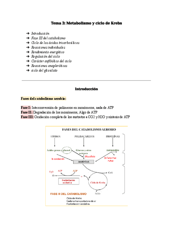Miniatura del documento TEMA-3-METABOLISMO-DEL-ACETIL-COA.-CICLO-DE-KREBS.pdf