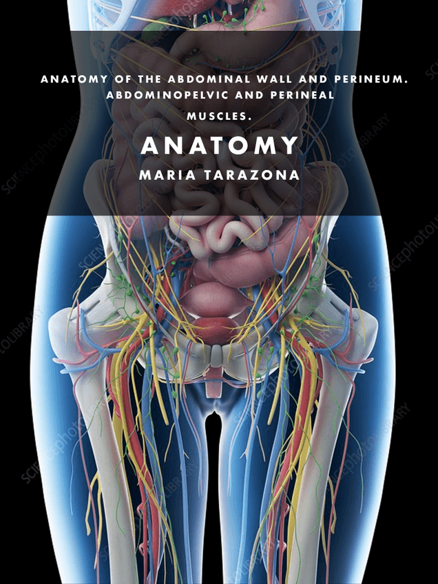 Miniatura del documento ABDOMINAL-ANATOMYpdf.pdf