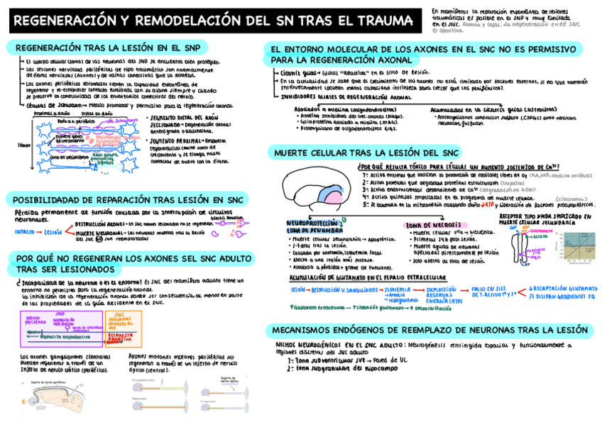 Miniatura del documento Esquemas-Fisio-II-ultimo-Bloque.pdf
