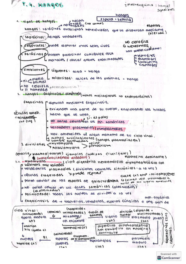 Miniatura del documento apuntes-T4-hongos.pdf