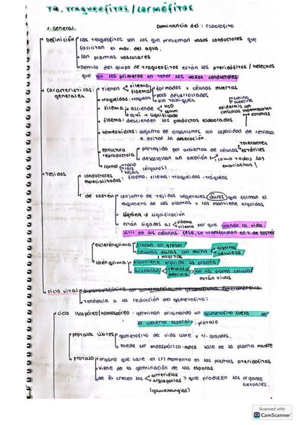 Miniatura del documento apuntes-T10-traqueofitos.cormofitos.pdf