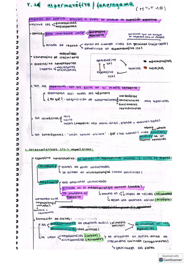 Miniatura del documento apuntes-T11-espermatofito.fanerogama.pdf