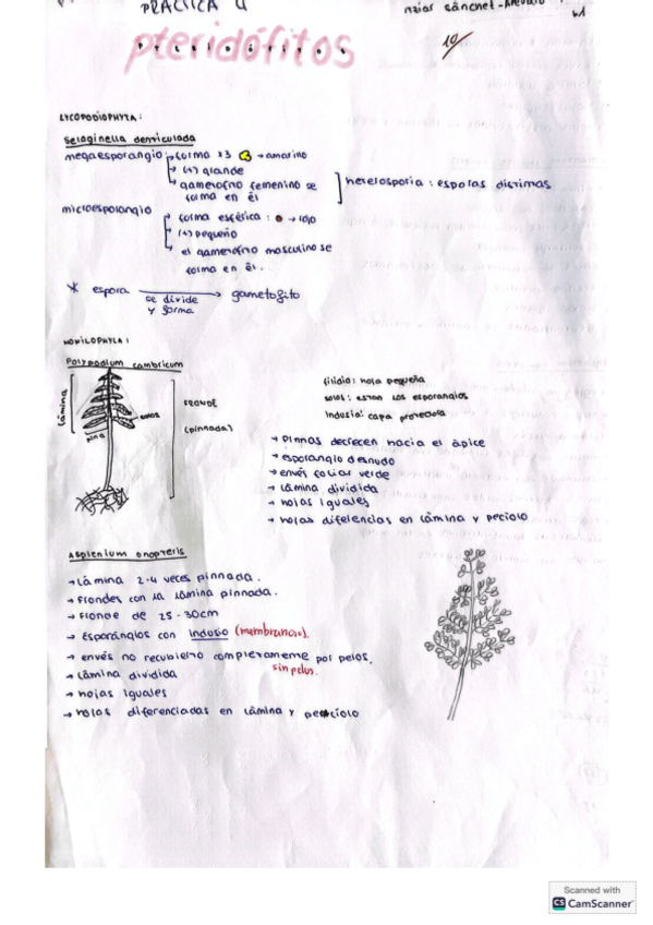 Miniatura del documento practica-4-hecha.pdf