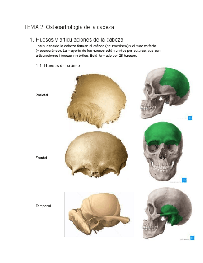 Miniatura del documento TEMA-2.-Osteoartrologia-de-la-cabeza.pdf