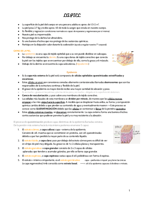 Miniatura del documento Anato-examen-2.pdf