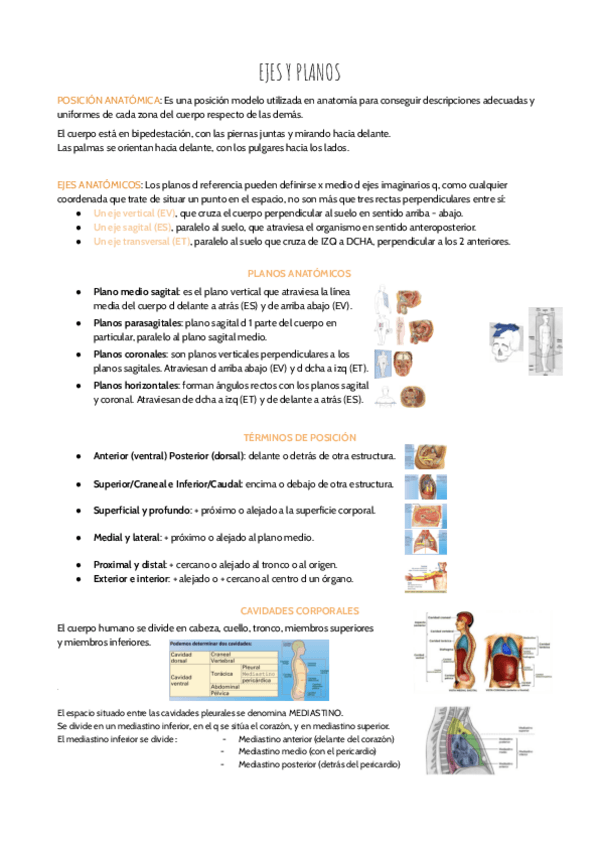 Miniatura del documento Anatomia-examen-1.pdf