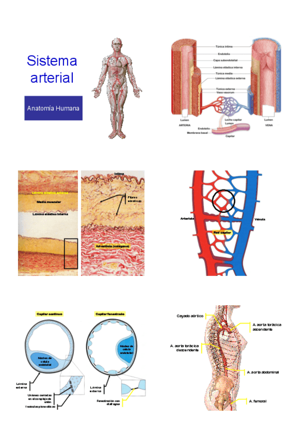 Miniatura del documento arteriasvenas.pdf