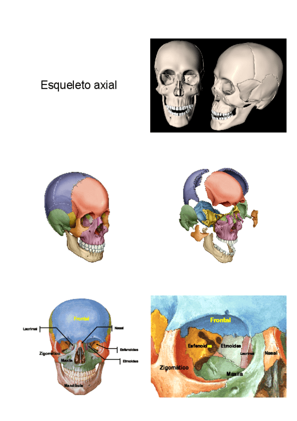Miniatura del documento ESQUELETO-AXIAL-Y-PELVIS.pdf