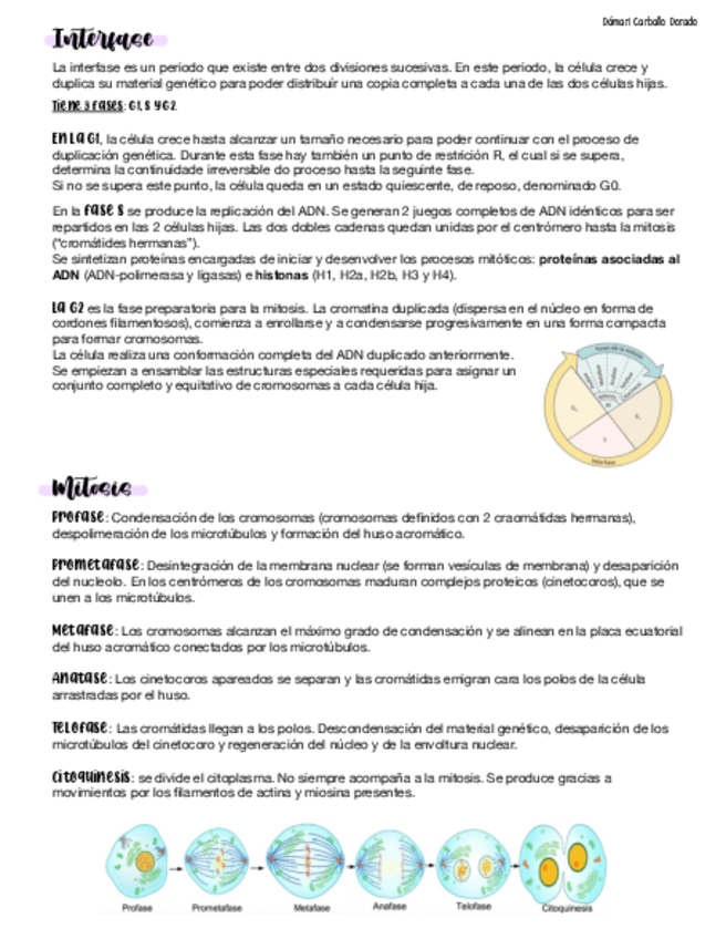 Miniatura del documento TAREA-CICLO-CELULAR-TEMA-10DamariCarballo.pdf