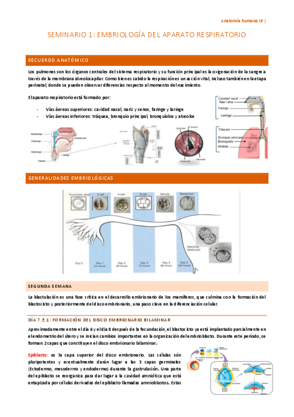 Miniatura del documento seminario-1-esplacno.pdf