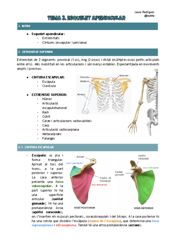 Miniatura del documento Tema-3-anatomina-Esquelet-apendicular.pdf