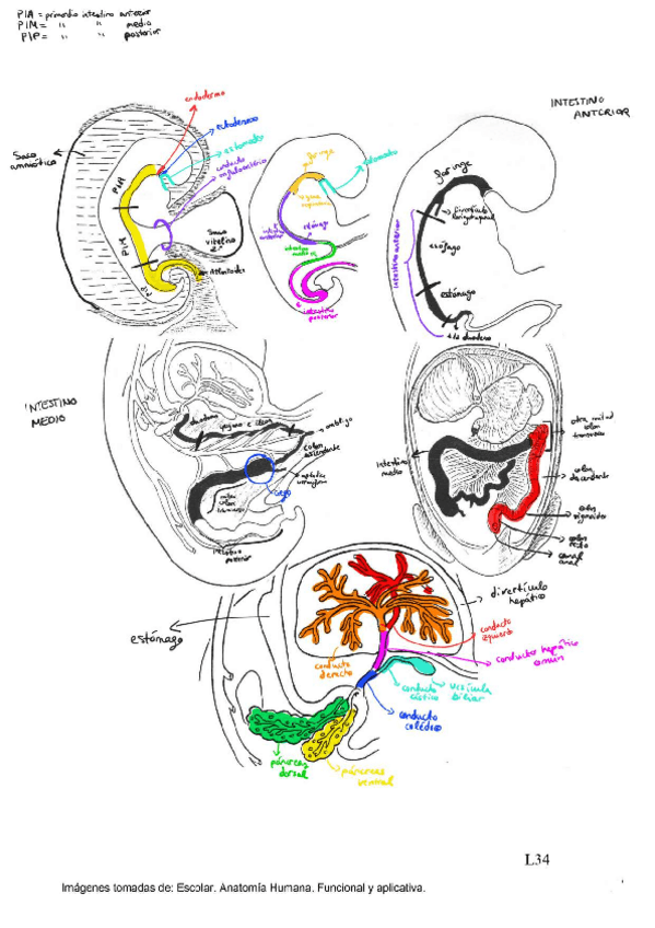 Miniatura del documento Laminas-Practica-5-Embrio-Laura-Romero.pdf