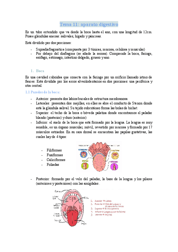Miniatura del documento TEMA-11-APARATO-DIGESTIVO.docx.pdf