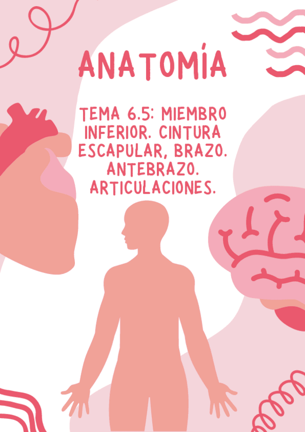 Miniatura del documento tema-6.5-anatomia.pdf
