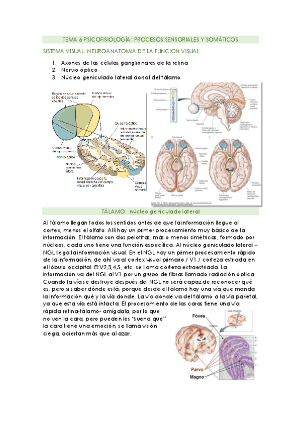 Miniatura del documento TEMA-6 PSICOFISIO.pdf